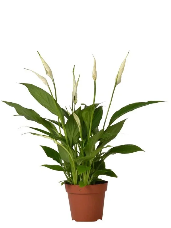 Spathiphyllum Torelli