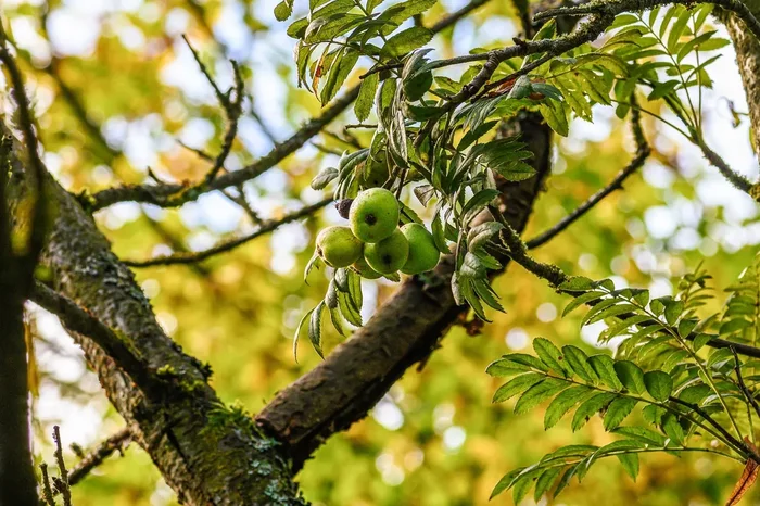 Speierling (Sorbus domestica)