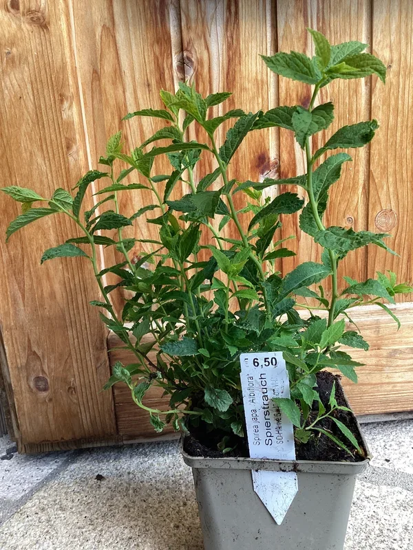Spierstrauch ‚Golden ‘ Albiflora ‚