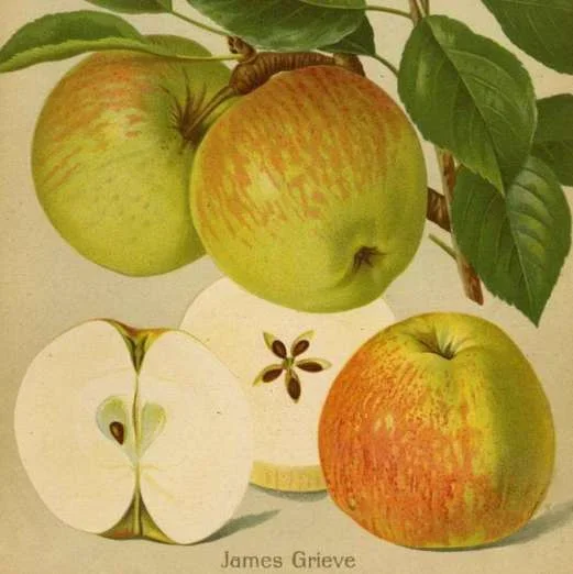 Spindel ApfelbaumJames Grieve