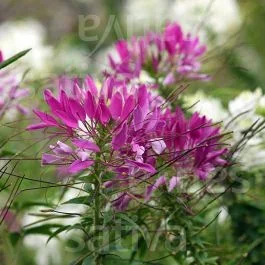 Spinnenpflanze – Einjährige Blume