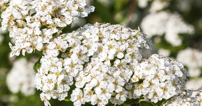 Spiraea nipponica ‚Snowmound’${2}