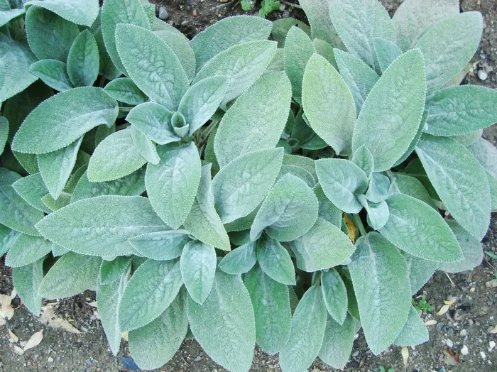 Stachys byzantina ‚Helene von Stein‘ (Wollziest)