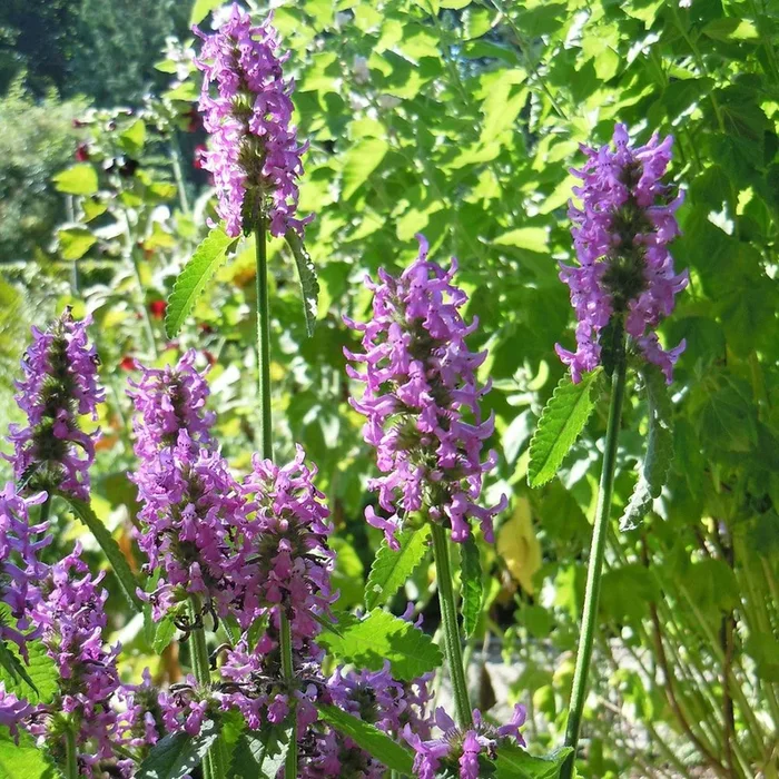 Stachys officinalis