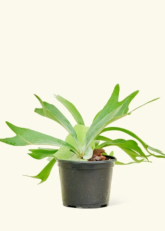 Staghorn Fern, Medium