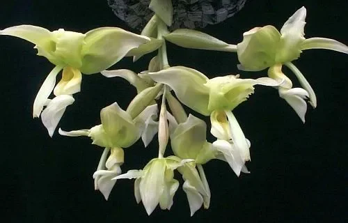 Stanhopea inodora green
