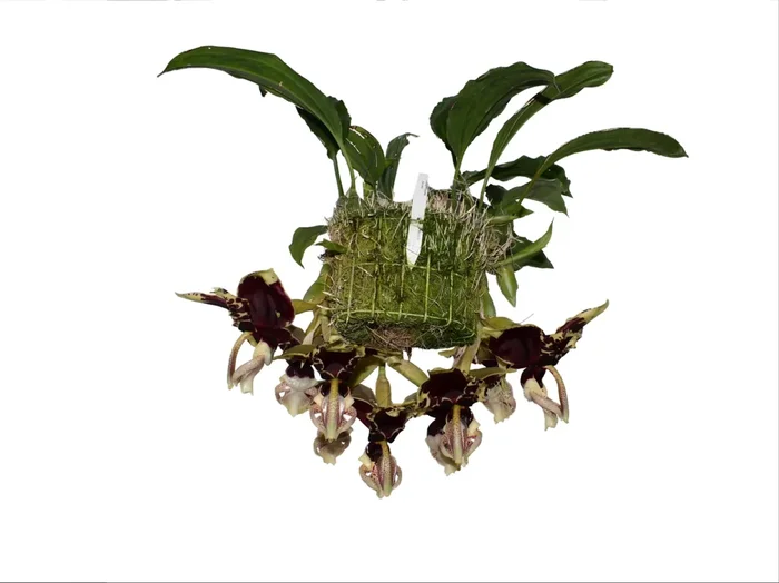 Stanhopea tigrina