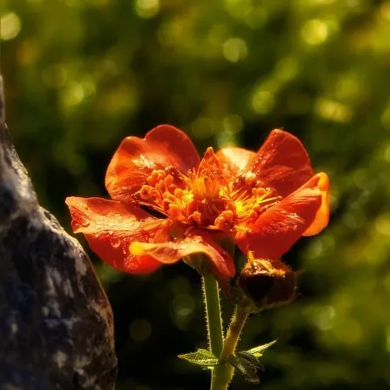 Staude Geum occineum Borisii Garten Nelkenwurz orangerote Blüte von Mai – Juli im 0,5 Liter Topf