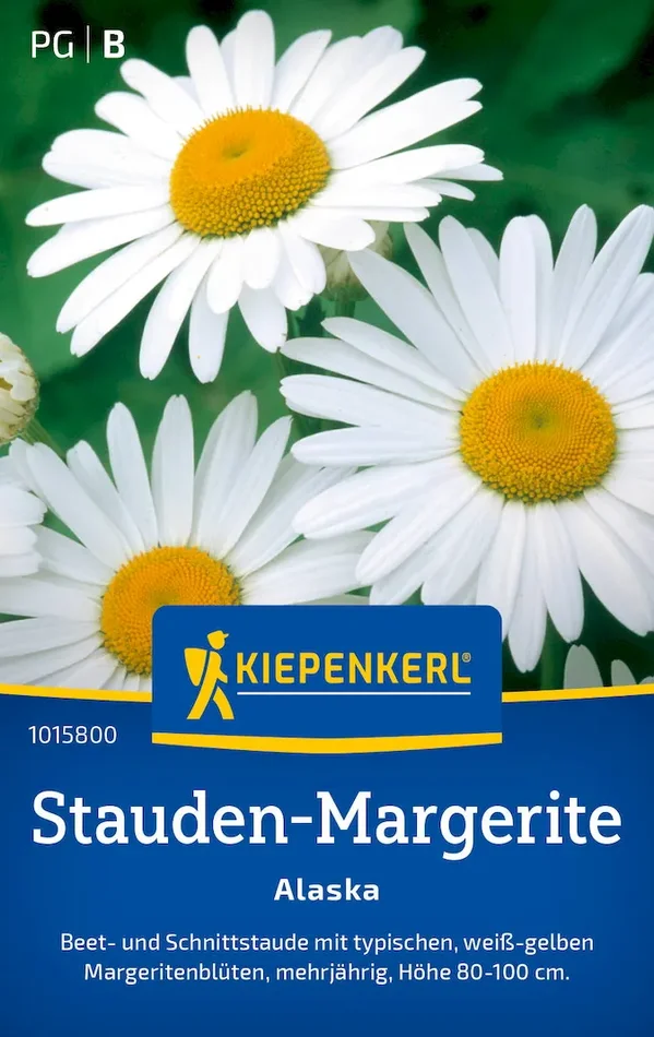 Stauden-Margeritensamen Alaska