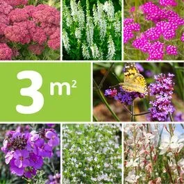 Staudenpaket Schmetterling und Biene