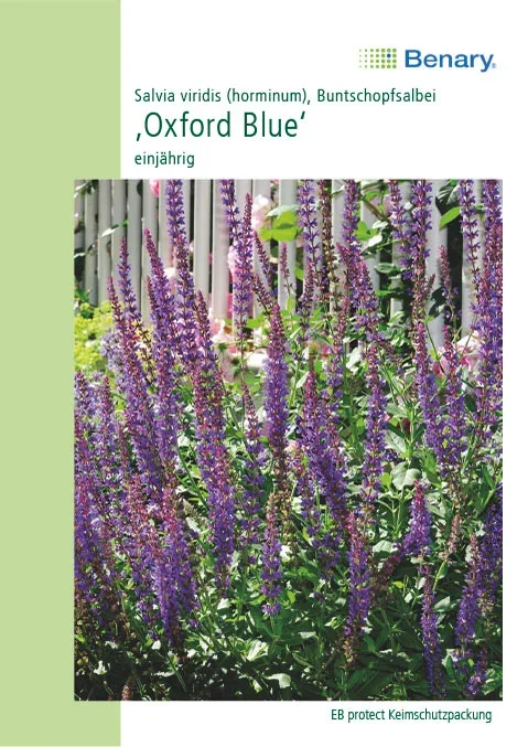 Staudensalbei Oxford Blue [MHD 12/2025]