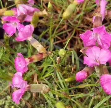 Stein-Nelke (Dianthus sylvestris) „Bio“