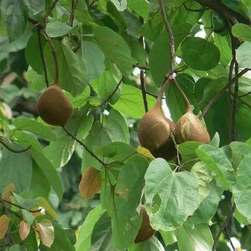 Sterculia Alata