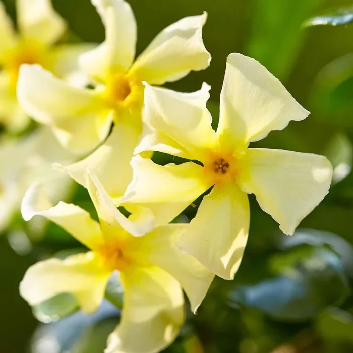 Sternjasmin ‚Star of Toscane‘