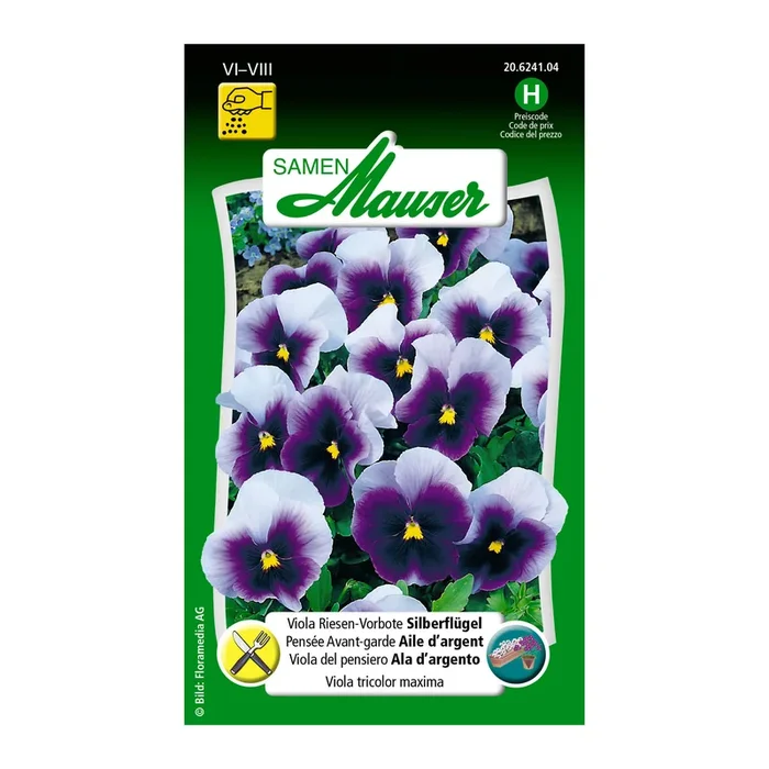 Stiefmütterchen ‚Silberflügel‘