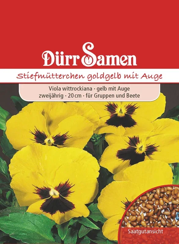 Stiefmütterchen goldgelb mit Auge