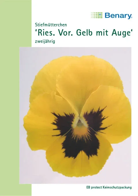 Stiefmütterchen Riesen Vorbote Gelb mit Auge