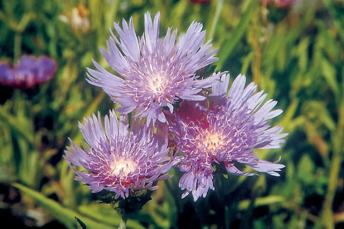 Stokesia laevis (Garten-Kornblumenaster)
