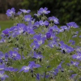 Storchschnabel (Geranium sylvaticum ‚Mayflower‘)