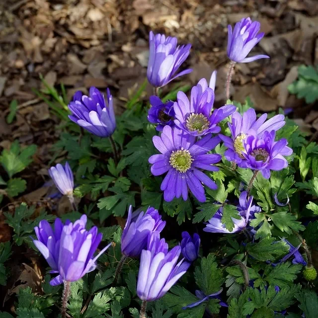 Strahlenanemone Blue Shades – Balkan-Windröschen
