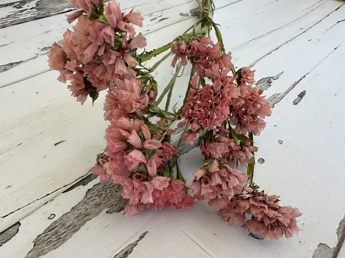 Strandflieder lachsfarben (3 Stück, getrocknet) – Trockenblumen DIY