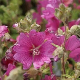 Strauchmalve (Lavatera ‚Burgundy Wine‘)