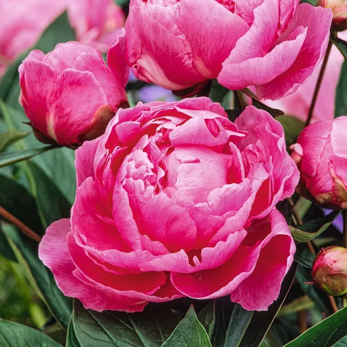 Strauchpfingstrose Rosa S