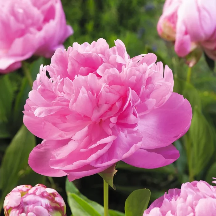 Strauchpfingstrose Rosa XL