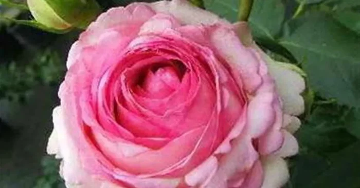 Strauchrose ‚Eden Rose 85’®