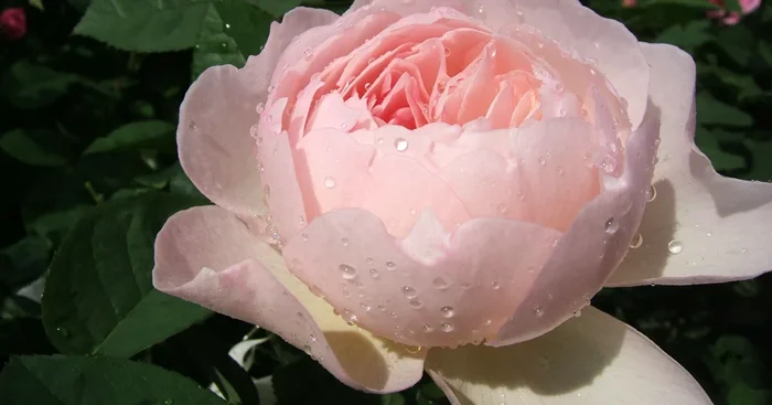 Strauchrose ‚Gentle Hermione’®