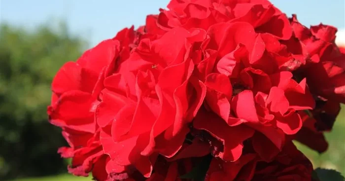 Strauchrose ‚Roter Korsar’® ADR