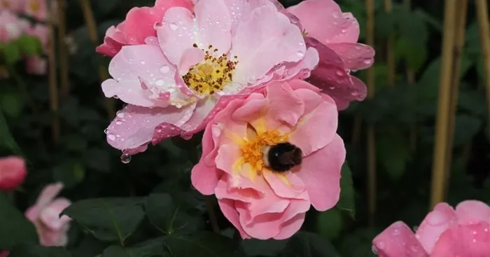 Strauchrose ‚Utopia’®