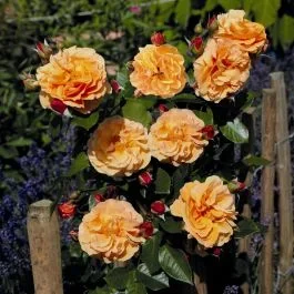 Strauchrose (Züchterrose) Arabia