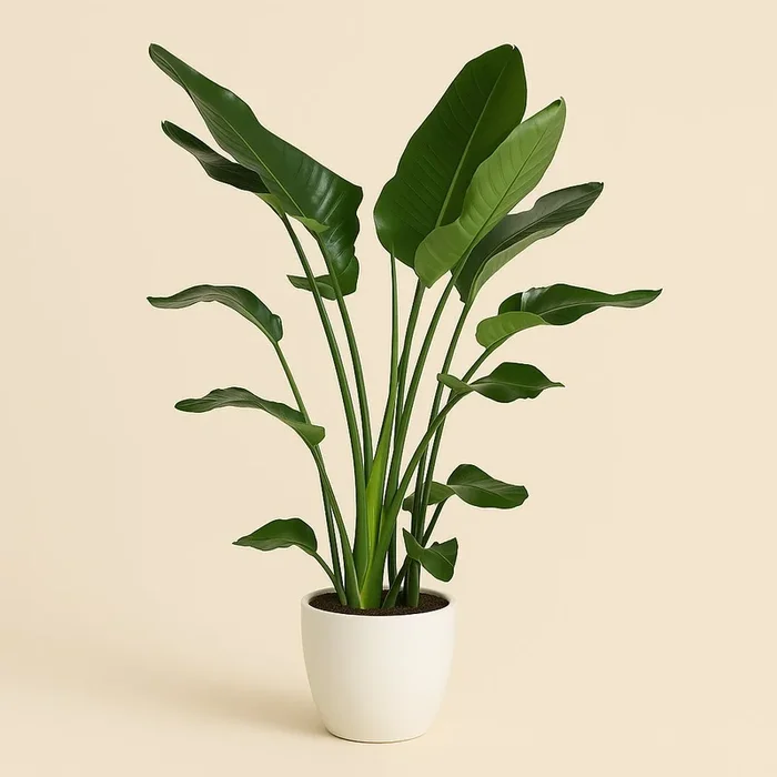 Strelitzia Nicolai – 140cm