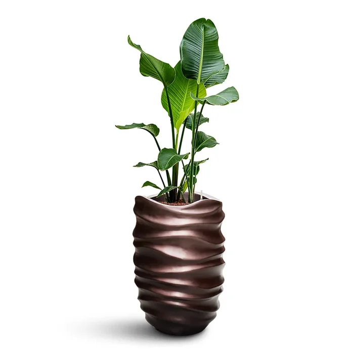 Strelitzia nicolai HydroCare in Gradient Lee Partner – Matt Coffee