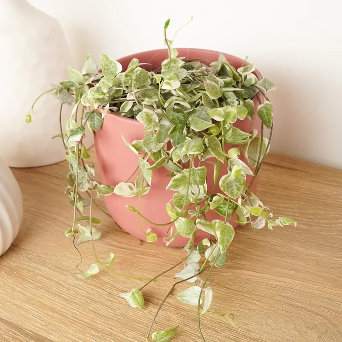 String Of Spades | Merel