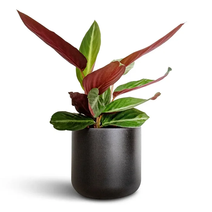 Stromanthe sanguinea Stripestar