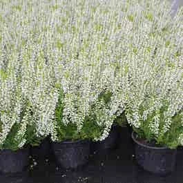 Struikheide (Calluna vulgaris ‚Veluwe‘)