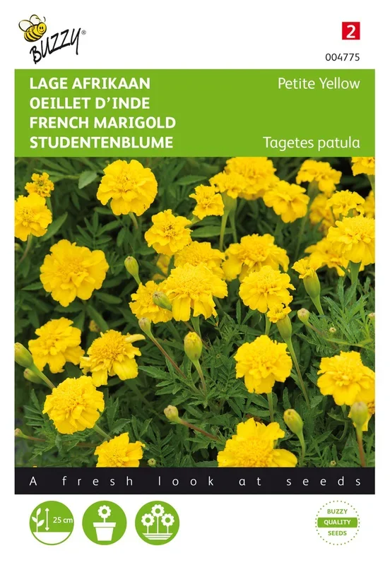 Studentenblume Petit Yellow [MHD 07/2025]