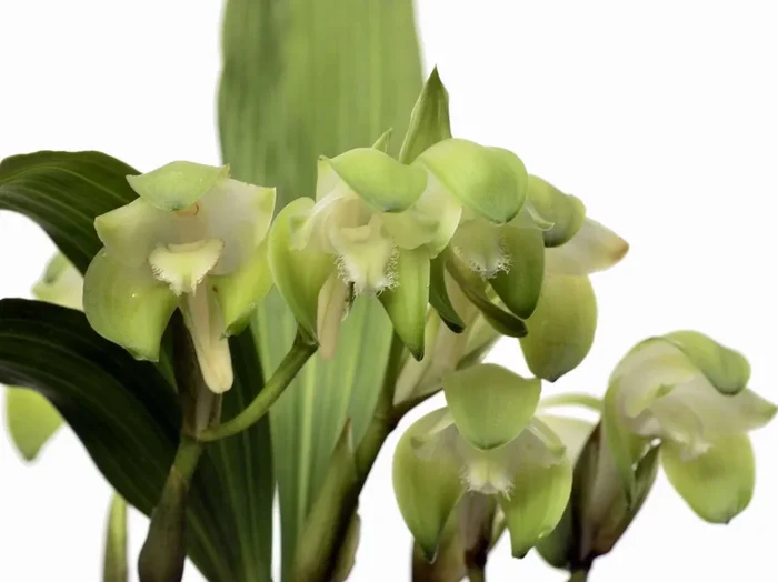 Sudamerlycaste lata OP in vitro