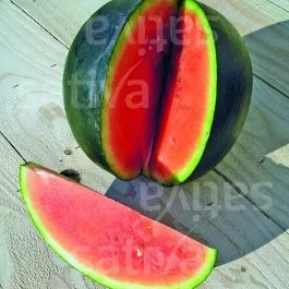 Sugar Baby – Wassermelone