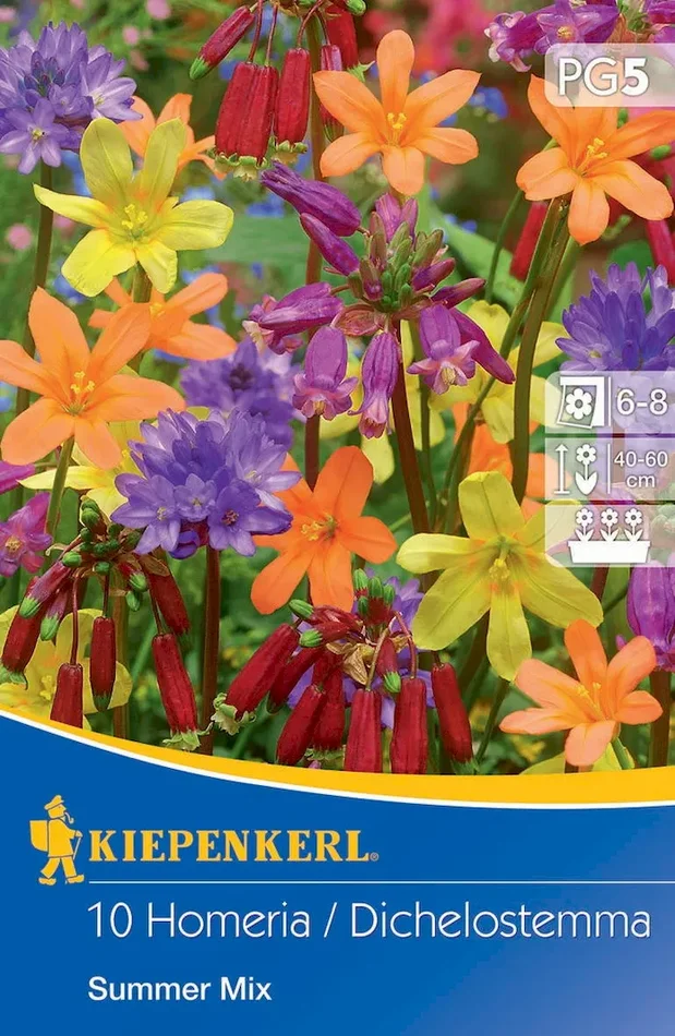 Summer Mix Dichelostemma Homeria Mischung