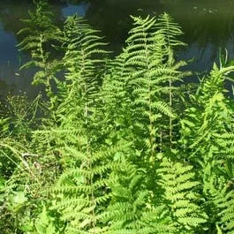 Sumpf-Farn (Thelypteris palustris)