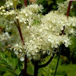 Sumpf-Mädesüß (Filipendula ulmaria)