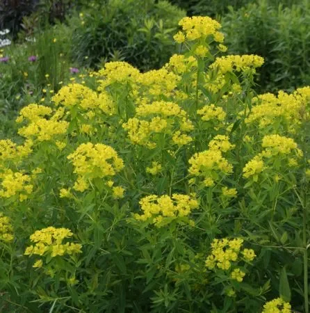 Sumpf-Wolfsmilch (Euphorbia palustris) „Bio“