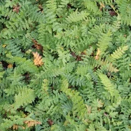 Sumpfspirea (Filipendula vulgaris) BIO