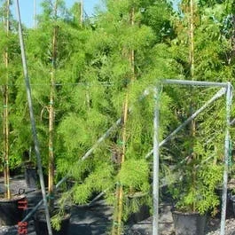 Sumpfzypresse (Taxodium distichum ‚Nutans‘)