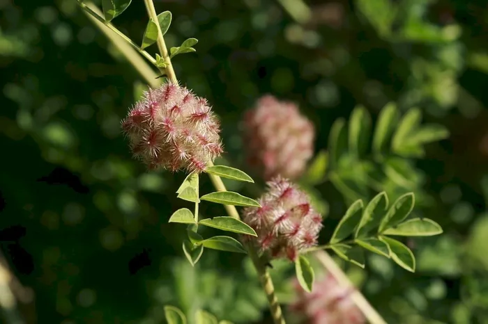 Süßholz, Glycyrrhiza glabra