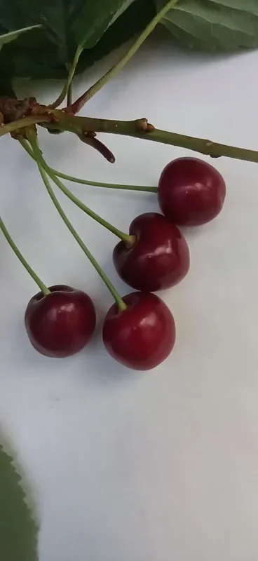 Süßkirsche ‚Schneiders Späte‘