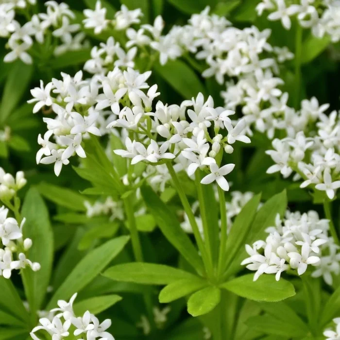 Sweet Woodruff